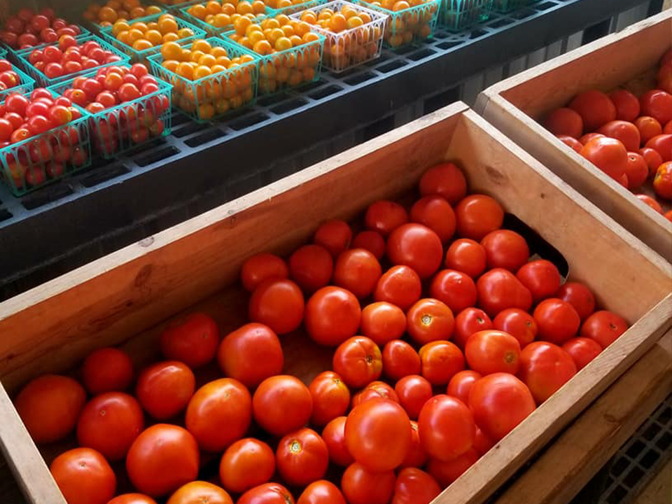 crates of fresh red and yellow cherry tomatoes and regular tomatoes 