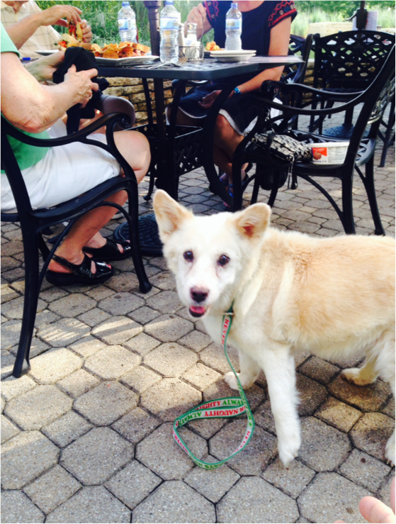 Dog sitting next to table of people at the public landing in lockport
