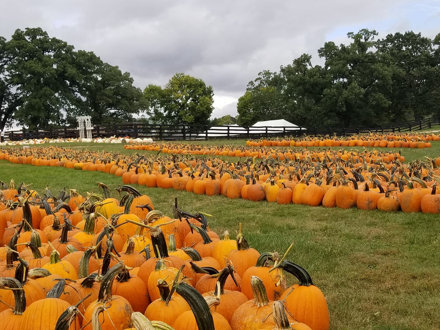 A field of pumpkins on a farm