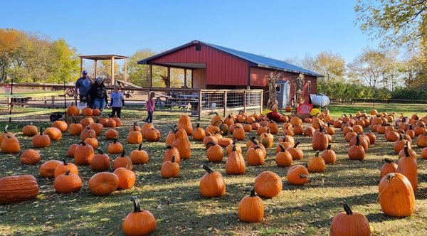 Bronkberry Farms pumpkin patch
