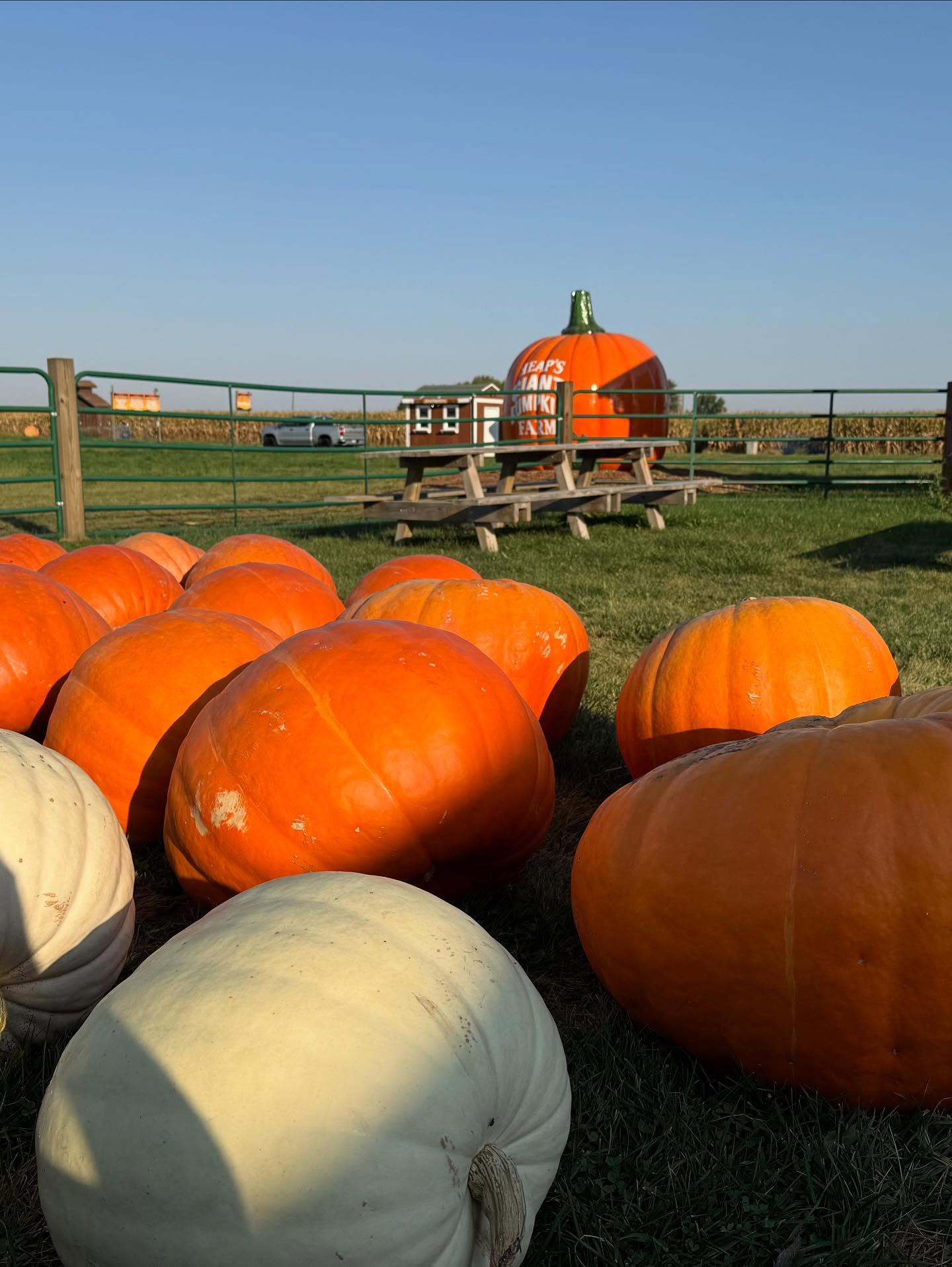 HeapsPumpkins.jpg